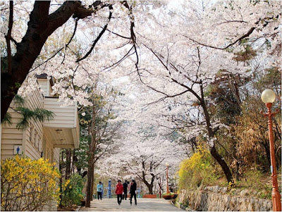 La temporada de Floración de los Cerezos en Corea del Sur